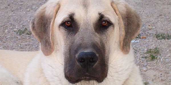 Köpek dövüşü videosu paylaştı, ceza aldı