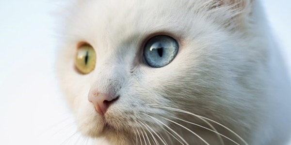 Kedi beslemek şizofreni yapabilir!