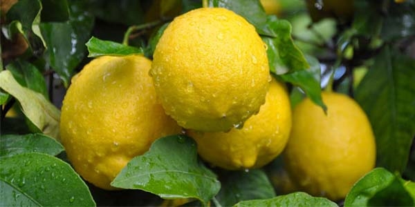 Enflasyon canavarı limon