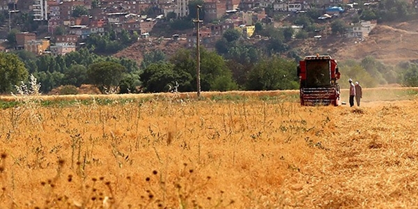 Kırmızı mercimek rekoltesinde artış bekleniyor