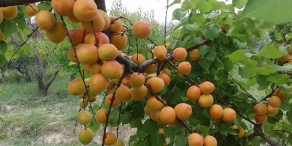 Don zararından korunmak için sulama önerisi