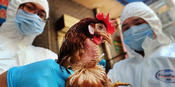 Bandırmalı üreticiye kuş gribi tazminatı