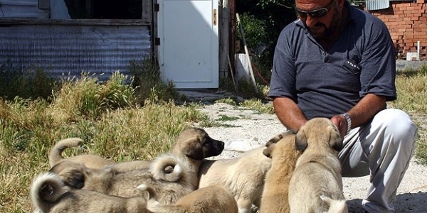 Kangal köpeği yavrusu alacaklara '4 ay' uyarısı