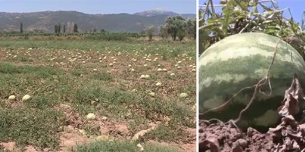 Karpuzlar tarlada kaldı, nedeni 'kabak aşısı'
