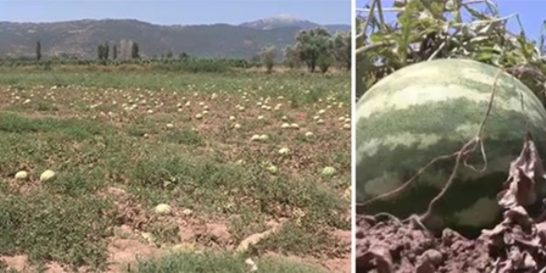 Karpuzlar tarlada kald, nedeni 'kabak as'