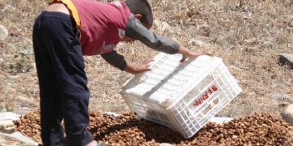 ocuklar, fndk bahesi yerine okula gidiyor