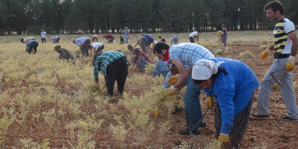 TKP'li Ovacık Belediye Başkanı'nın nohut hasadı
