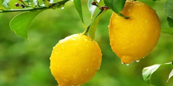 Limonun fiyatının yüksek olması üreticisine kazandırdı