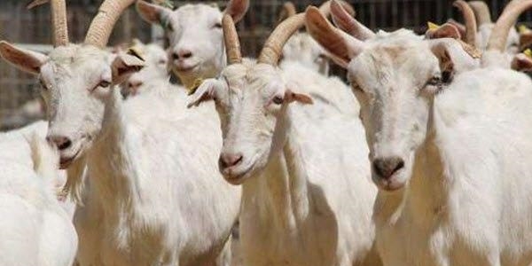 Keçi sağmak için 6 bin lira ödüyorlar