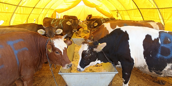 Kurban Bayramı'ndan sonra et fiyatları yüzde 30 düşecek