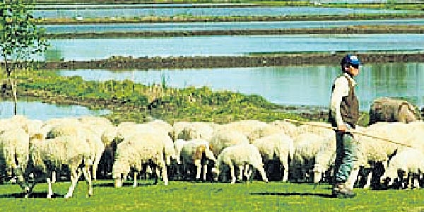 Çatışma sürdükçe hayvancılık zor!