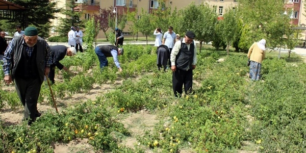 Huzurevi sakinleri kendi sebzelerini yetiştiriyor