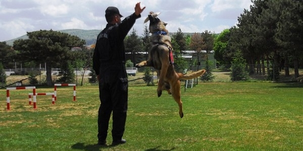 İzci köpek 'Zağar' jandarmanın hizmetinde