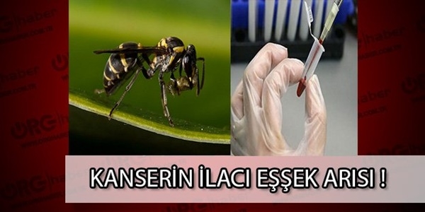 Kanser tedavisinde yeni umut: Eşek arısı