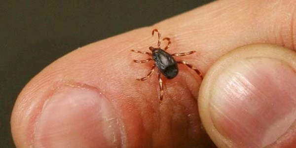 Muğla'da KKKA virüsüne rastlandı