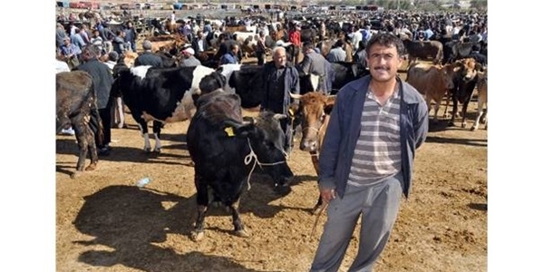 Kurbanlık hayvan alırken dikkat edilmesi gerekenler