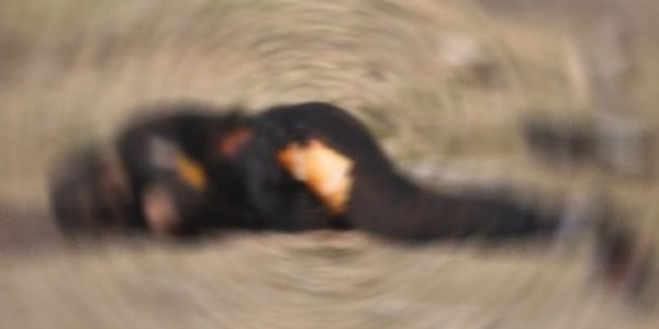 Hakkari'de 7 teröristin cesedi bulundu