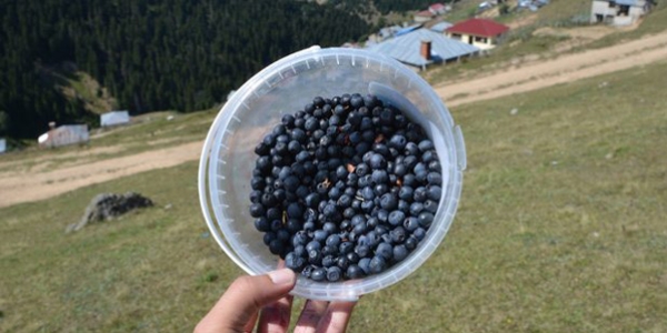 Mavi yemiş, Karadenizli üreticiye kazandıracak