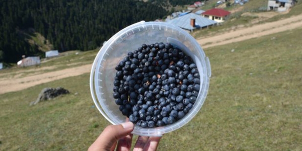 Mavi yemi, Karadenizli reticiye kazandracak