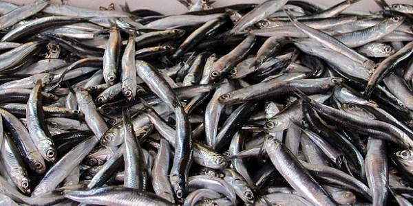 Karadeniz'de hamsinin fiyatı 5 liraya düştü