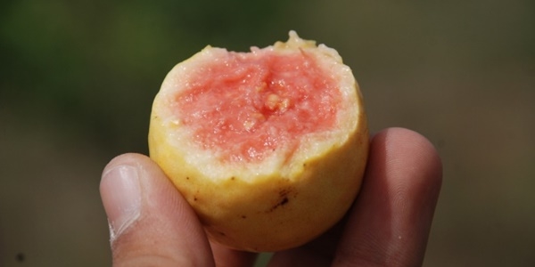 'Guava' kansere karşı koruyucu
