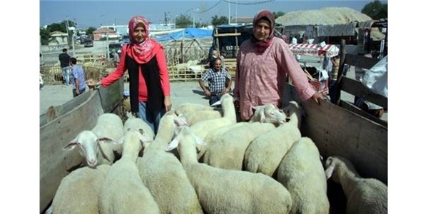 Biri öğretmen, çoban kız kardeşler kurban pazarının ilgi odağı