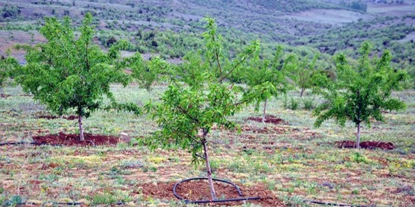 Ylda 168 milyon ton toprak kaybediyoruz