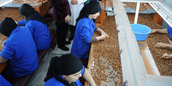 Fındık fabrikalarında işçi açığı sorunu