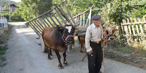 Traktör kazalarında 2 oğlunu yitiren baba kağnı kullanıyor
