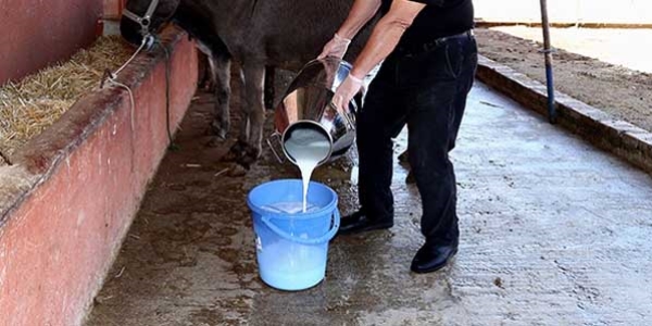 Bir kilo eşek sütü ile astım ve bronşite son