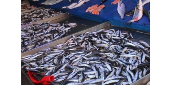 Marmara hamsinin azlığı fiyatları düşürmedi