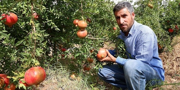 Şanlıurfalı nar üreticilerinin buruk sevinci