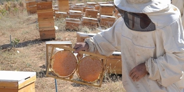 Pervari karakovan balı, kilogramı 130 liradan piyasaya çıktı