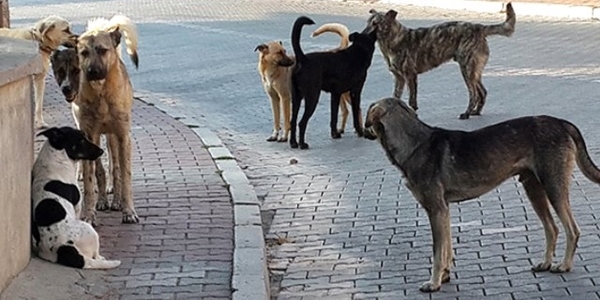 Samsun'da köpek saldırısına uğrayan çocuk hastelik oldu