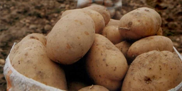 Zam şampiyonu patates de fiyatlar ucuzladı