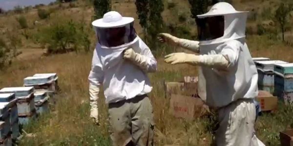 Arı çobanları geliyor!