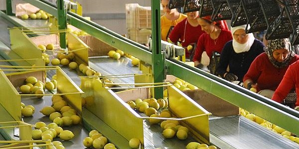 Limon bu yıl da cep yakacak