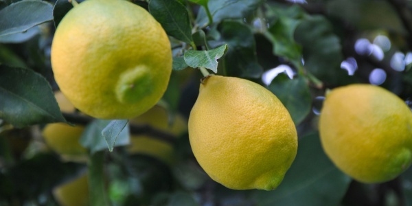 Limonda rekolte düştü fiyat arttı