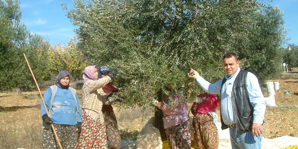 Zeytin fiyatları üreticiyi sevindirdi
