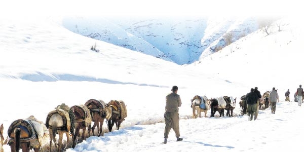 Kaçakçı katırları, kurum ve vakıflara tahsis edilecek