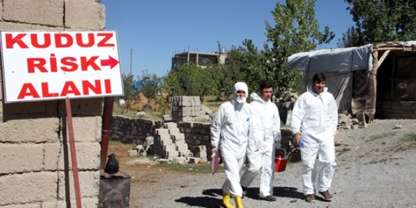 Samsun'da bir mahalle kuduz karantinasına alındı