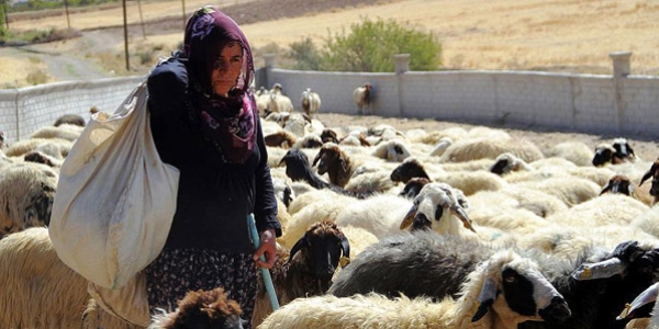 'Erkek işi' denilen besicilikte 'yüzü kara' çıkmadı