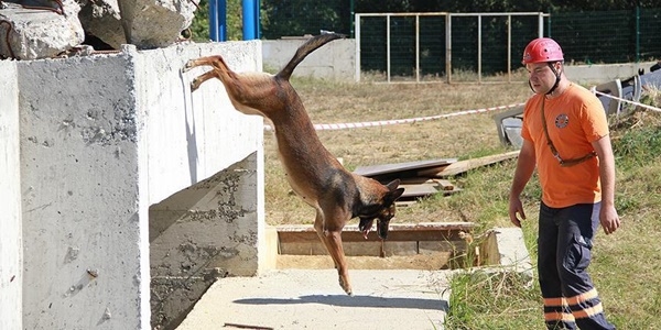 'Dedektör köpeklere' yeterlilik sınavı