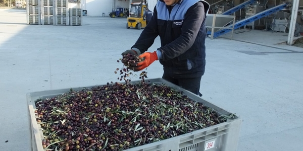 Zeytinyağı fiyatları üreticileri sevindirdi