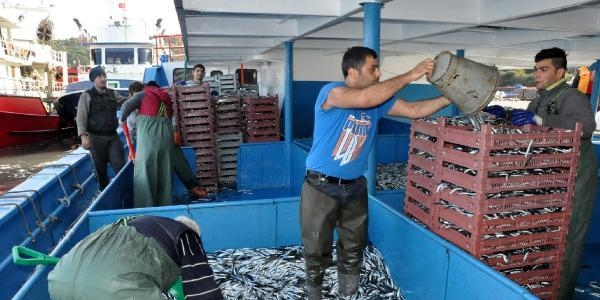 Karadeniz'de hamsi bolluu