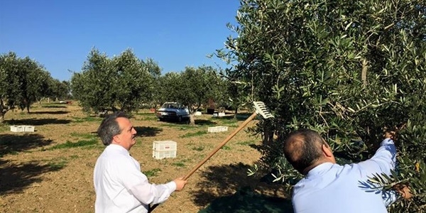 Tekirda'da son yllarn en yksek zeytin rekoltesi