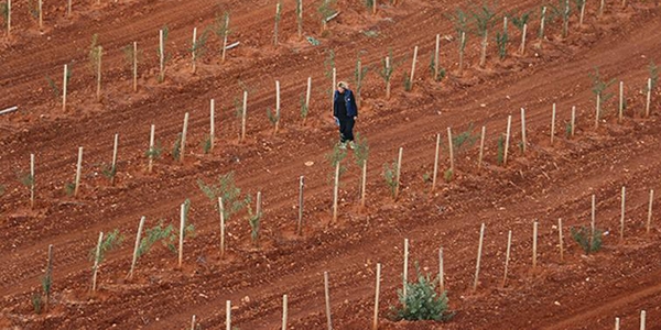 Badem ithalatı son bulacak