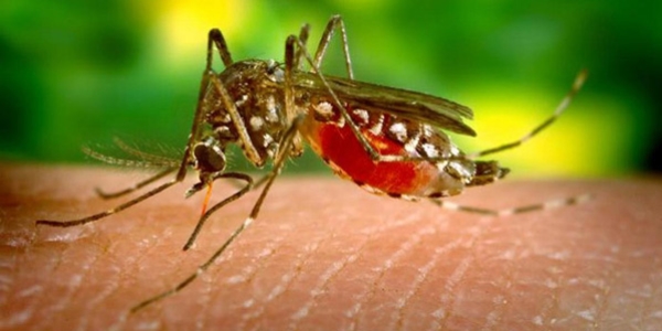 Sıtmaya karşı genetiği değiştirilmiş sivrisinekler