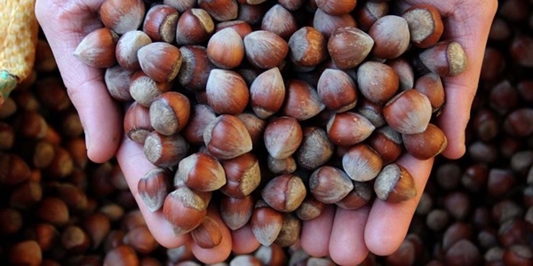 Fındık fiyatı bu sezonun en düşük seviyesine indi