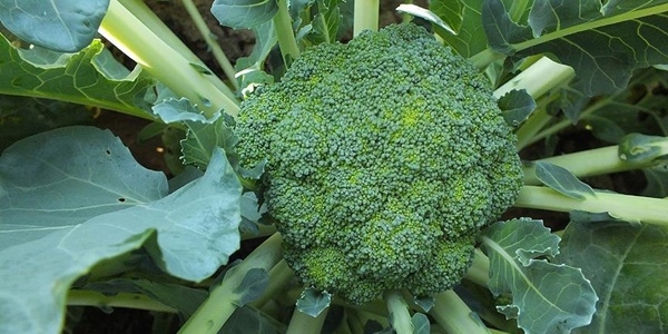 Brokoli retimi yzde 73 artt